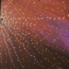 fairy lighting by county marquees